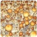 Псилоцибиновые (галлюциногенные)  грибы Psilocybin "Golden Teacher" в Верхнеуральске