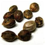 Семена марихуаны АК-47  (Seeds AK-47) в Верхнеуральске